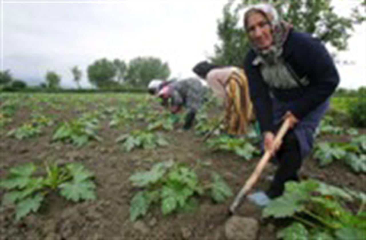 Mideast ammonia prices up $10/tonne on Iranian sale