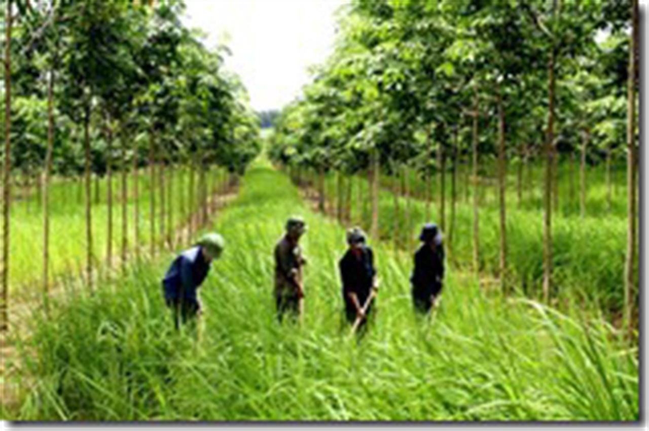 Rubber prices may extend gains