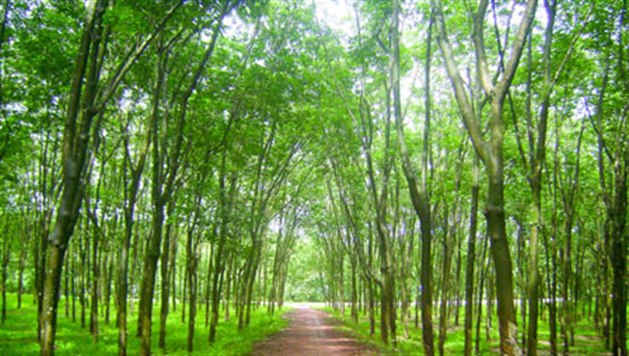 Sustainable Rubber Development