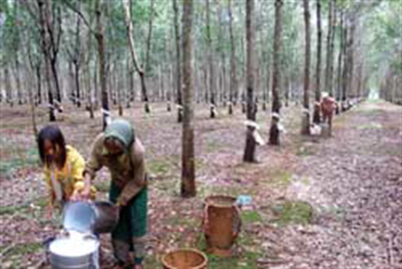 Central Highlands rubber bounces
