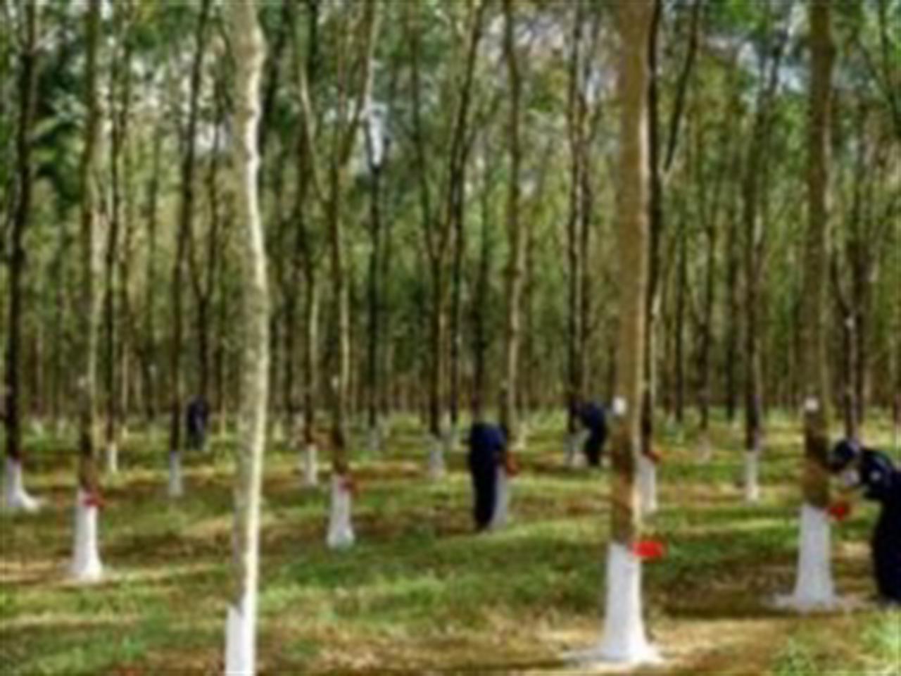 Giá cao su không xuống dưới 4.500 USD/tấn trong quý 3