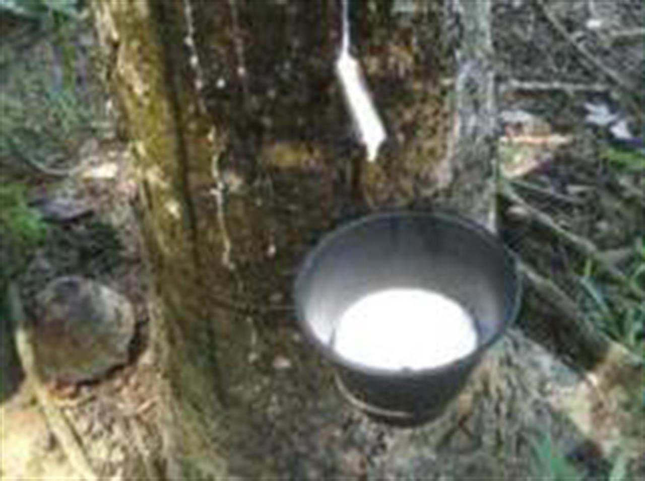 Giá cao su tăng do biện pháp nâng đỡ giá