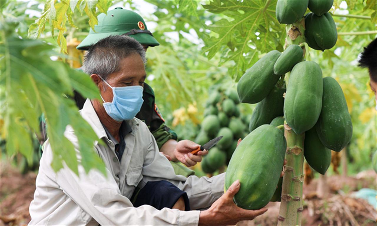 Thị trường NPK - “Cuộc chiến mới” giữa các doanh nghiệp phân bón