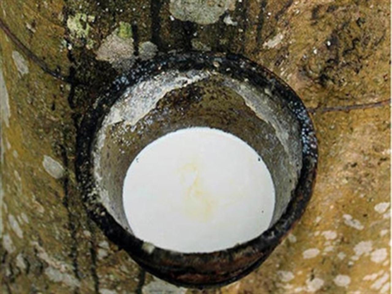 Giá cao su TOCOM hồi phục do tồn kho của Nhật Bản giảm