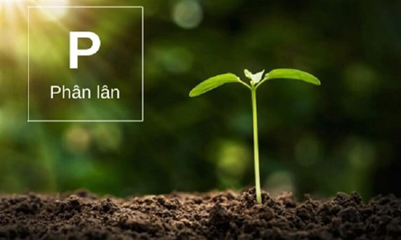 Nhật Bản tăng cường sản xuất phân lân từ nước thải để giảm phụ thuộc vào nhập khẩu