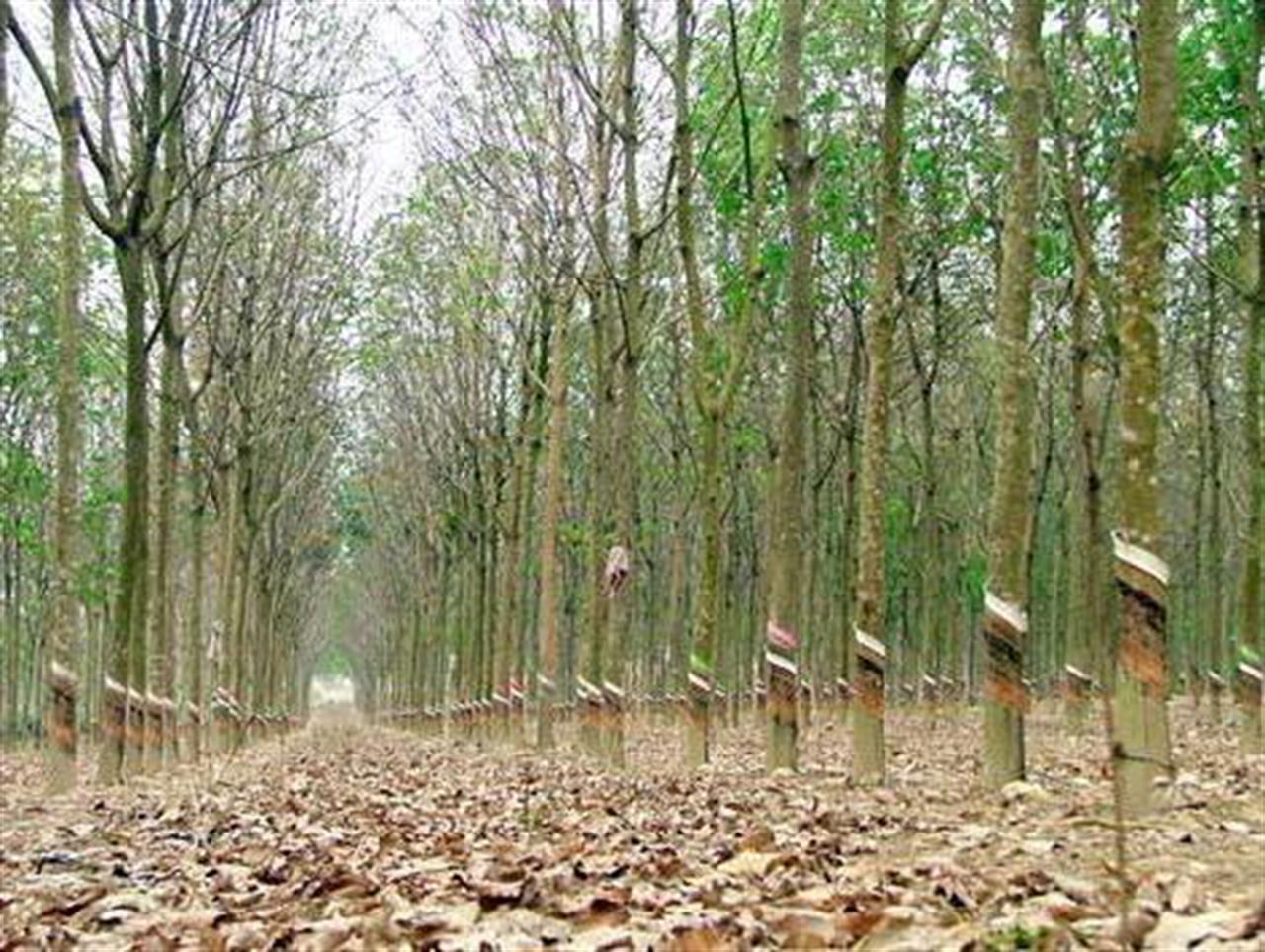 Giá cao su tăng 0,8% phiên cuối tuần