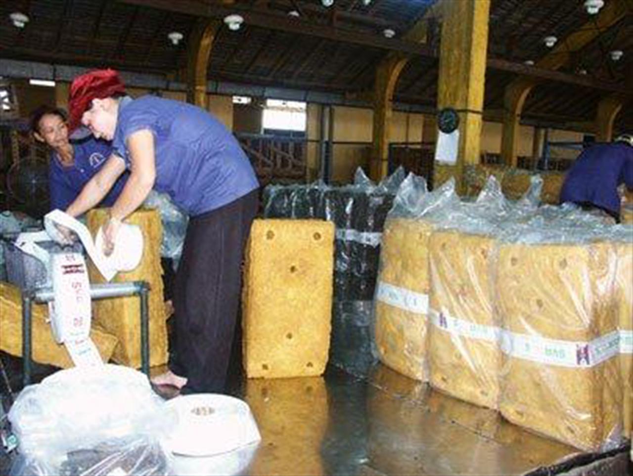 Giá cao su đang có xu hướng tăng