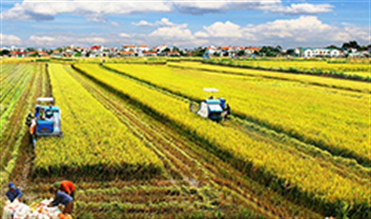 Phân bón Văn Điển đồng hành cùng nông dân Hà Nội