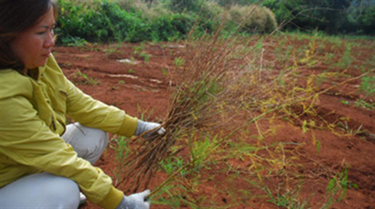 Đau đầu vì phân bón dỏm