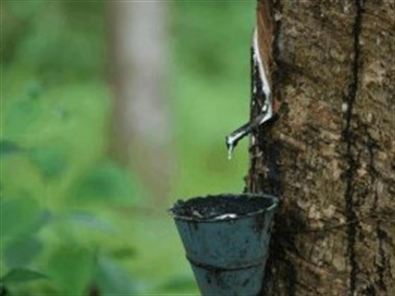 Giá cao su giảm phiên thứ 5 liên tiếp