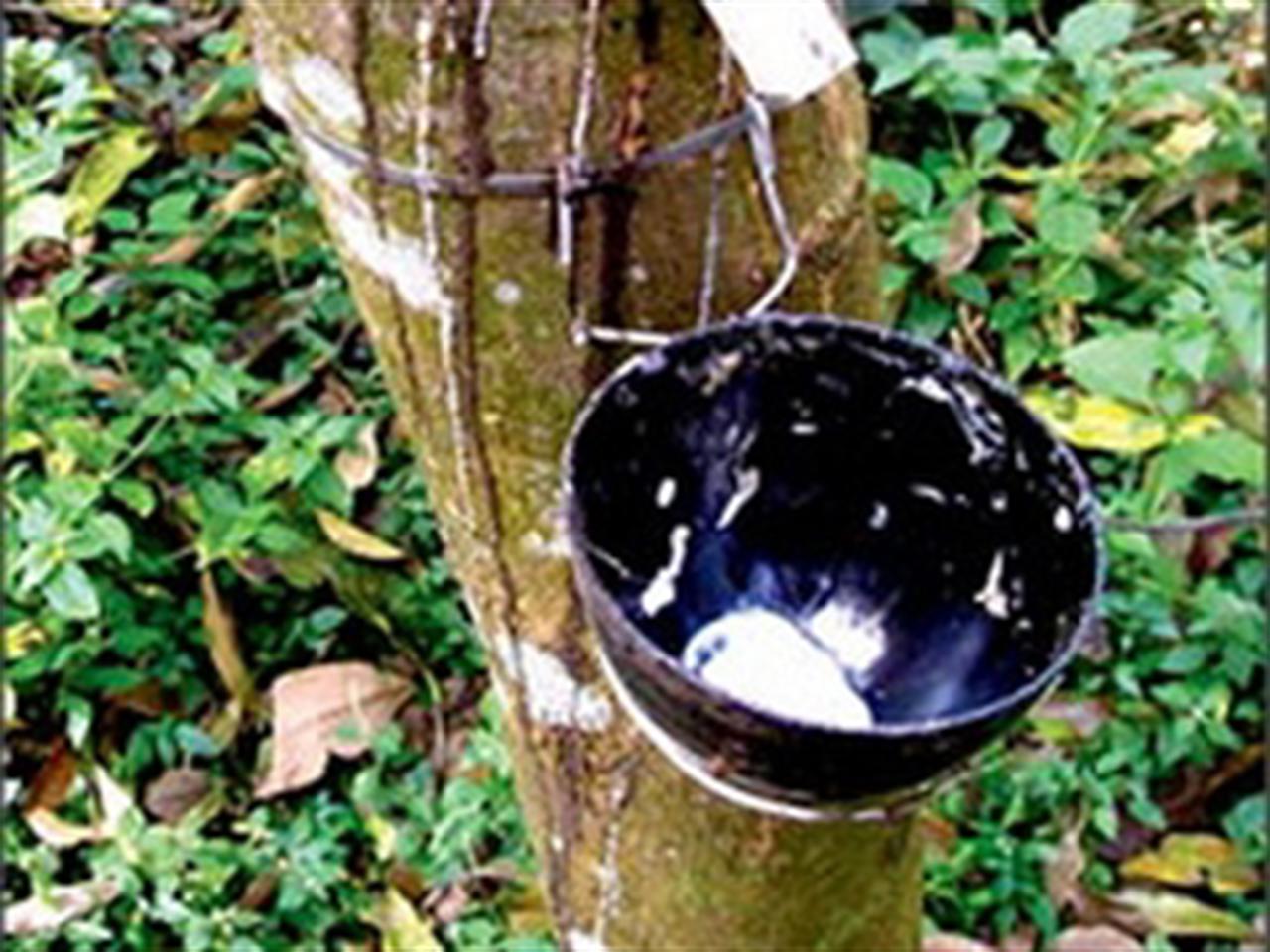 Giá cao su giảm mạnh do lo ngại nhu cầu từ Trung Quốc yếu đi