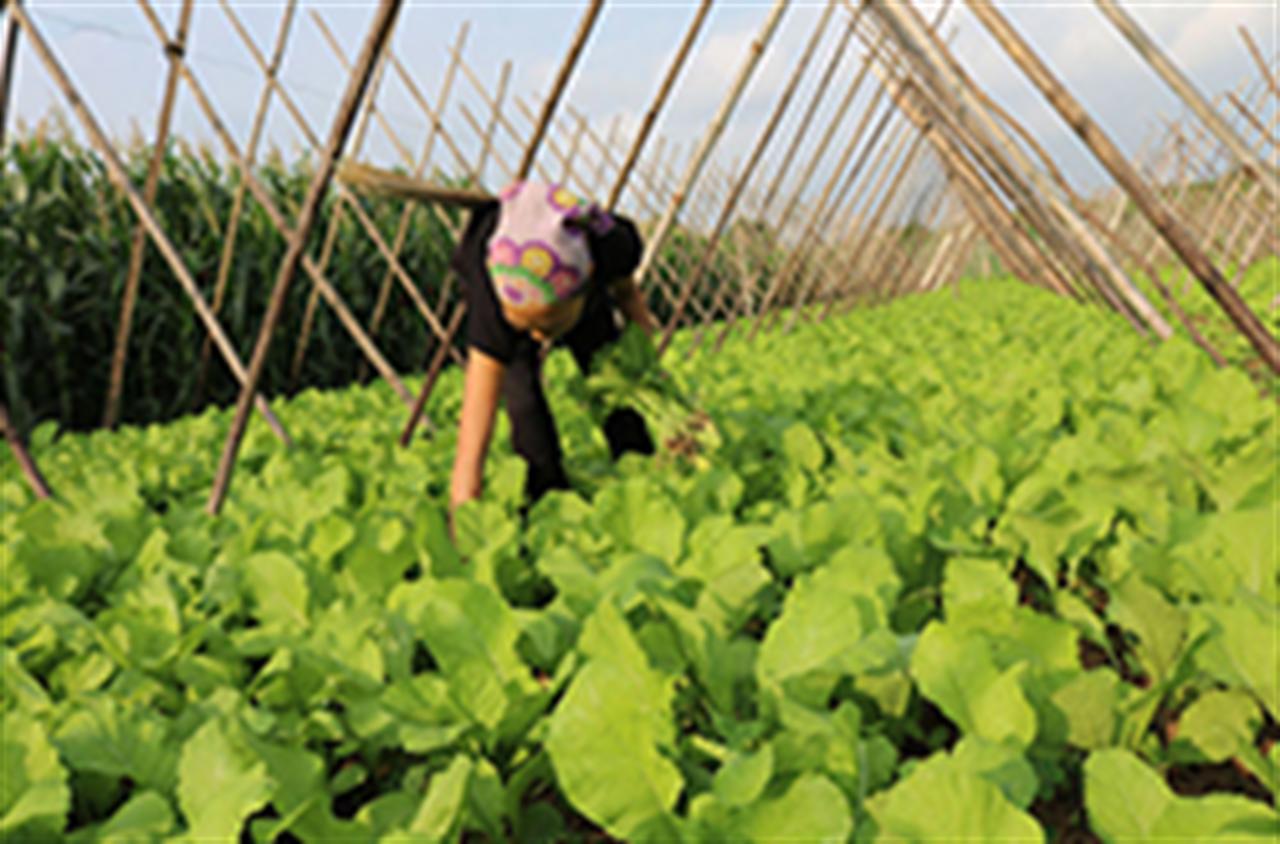 Bón phân Văn Điển, cây màu vụ đông lớn khỏe, năng suất cao