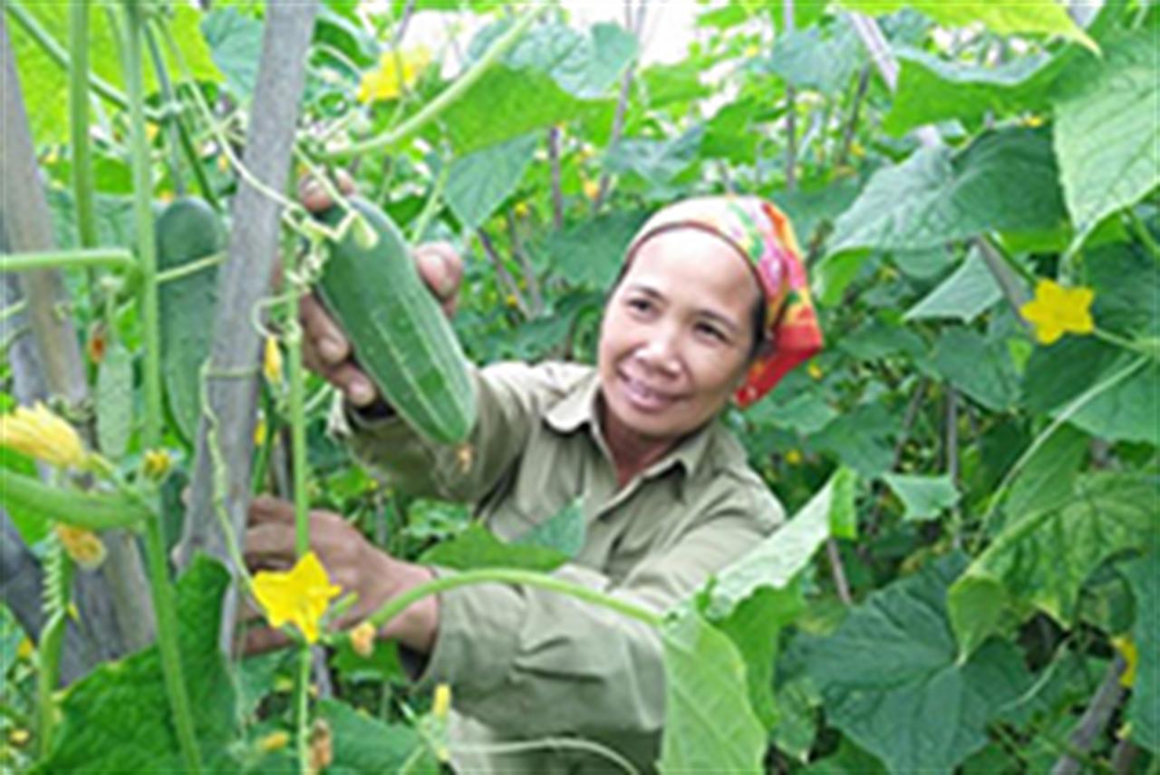 Bón phân Lâm Thao NPK - S, dưa chuột cho nhiều quả, mẫu mã đẹp