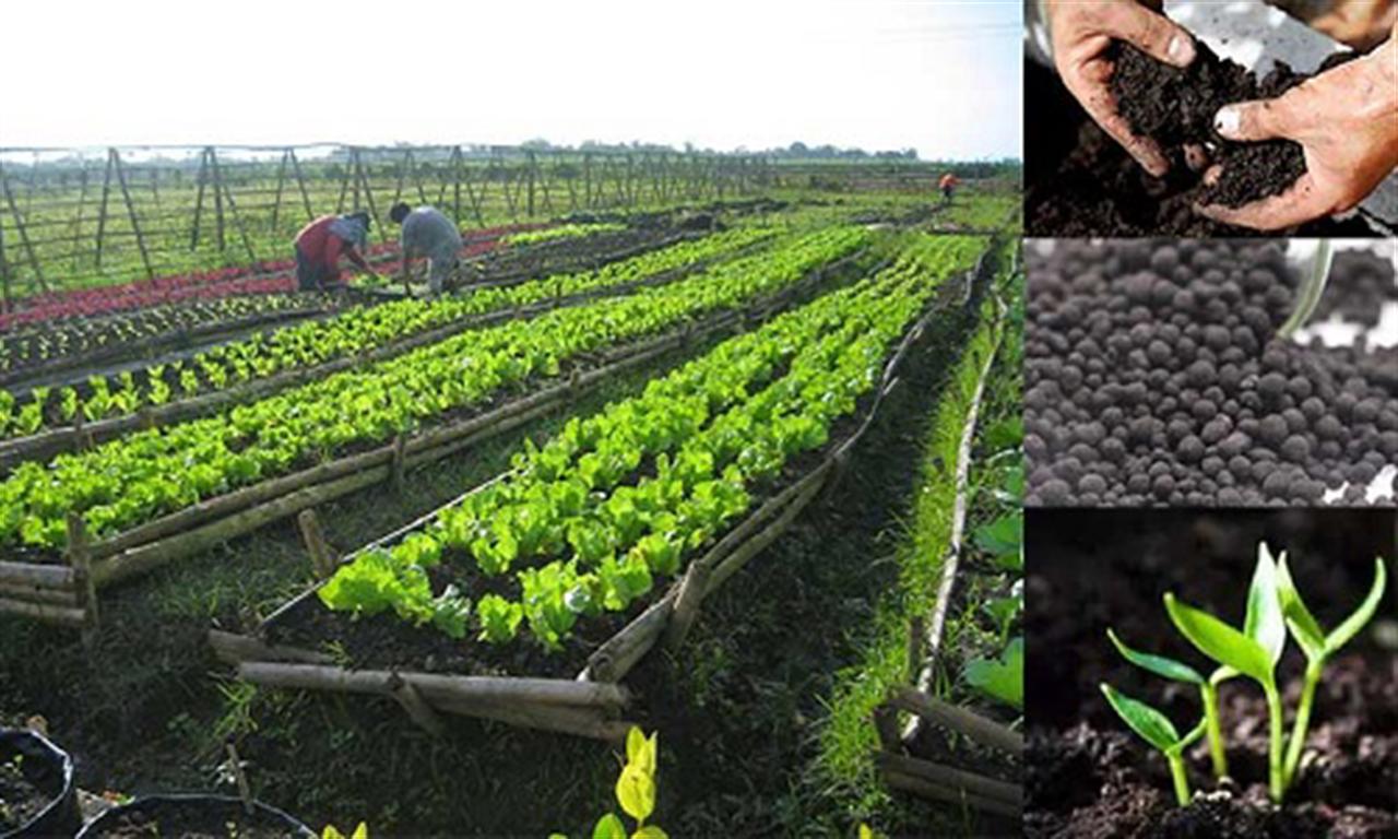 India to spearhead Asian ammonia capacity additions through 2025