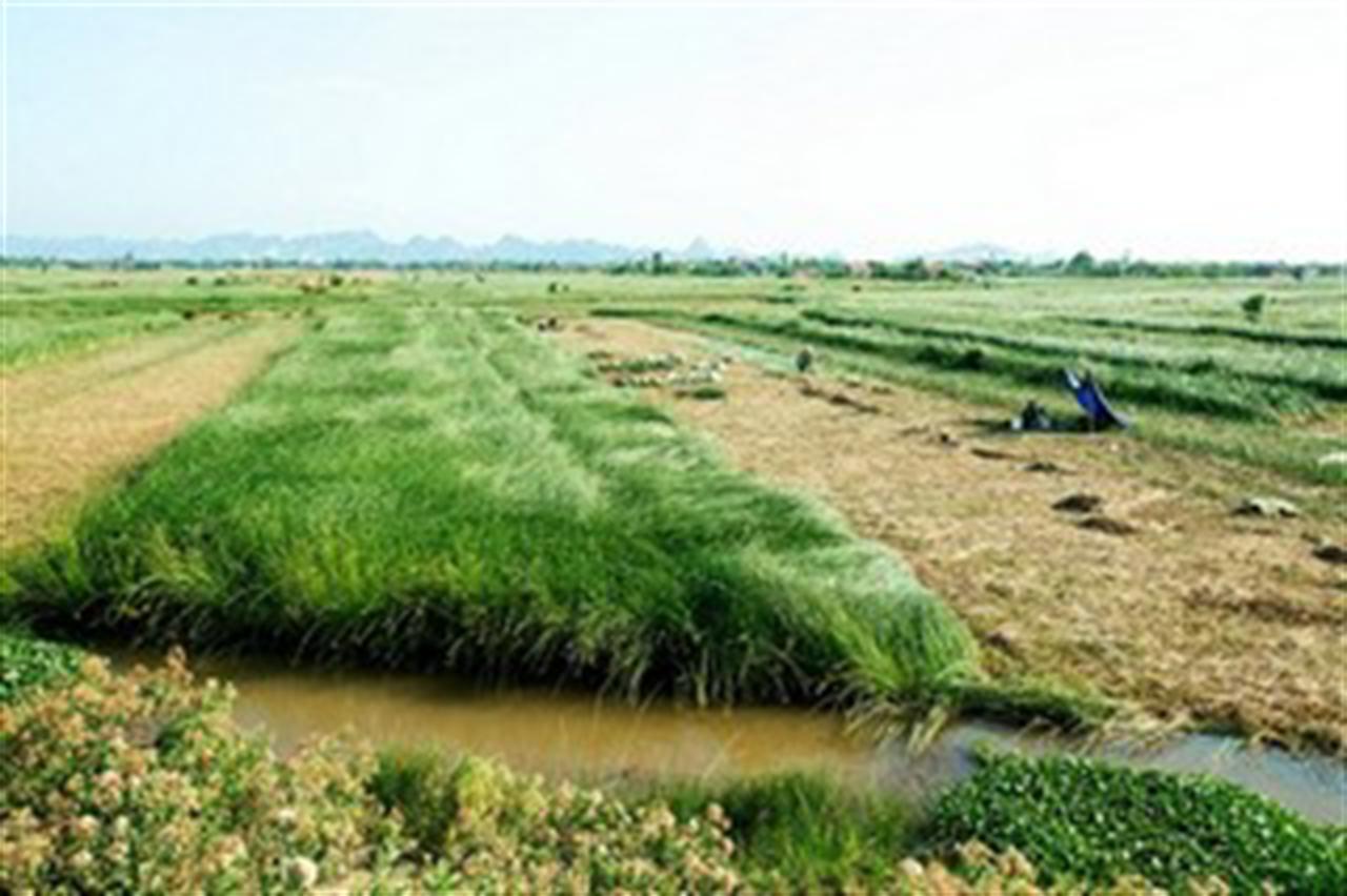 DAP Đình Vũ cho cây cói xứ Thanh.