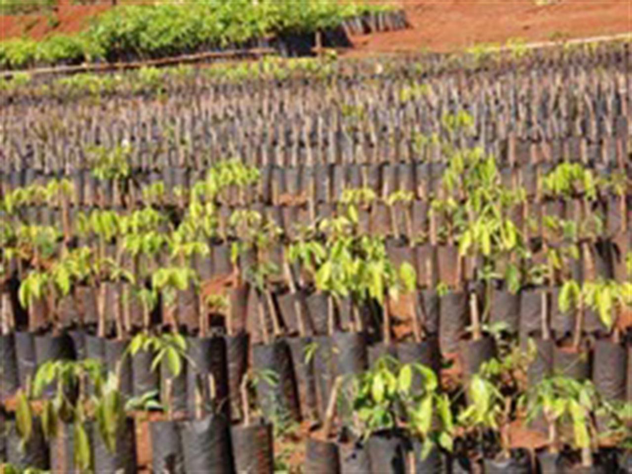 Spot rubber stretches to new high