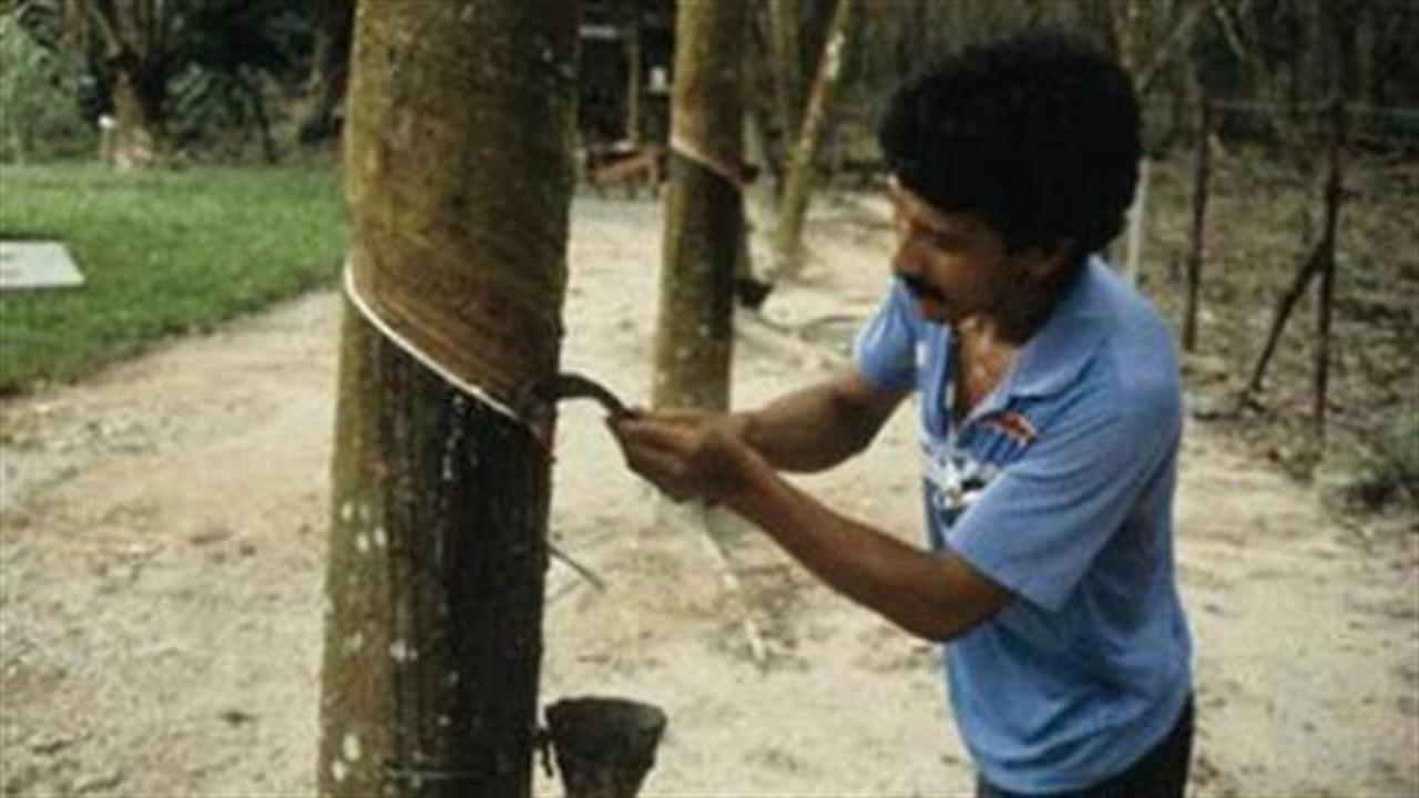 Sản lượng cao su sẽ thấp hơn nhu cầu thế giới