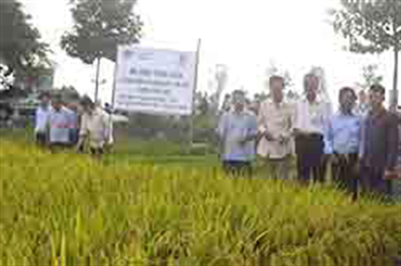 Lãi lớn nhờ phân lân nung chảy Ninh Bình