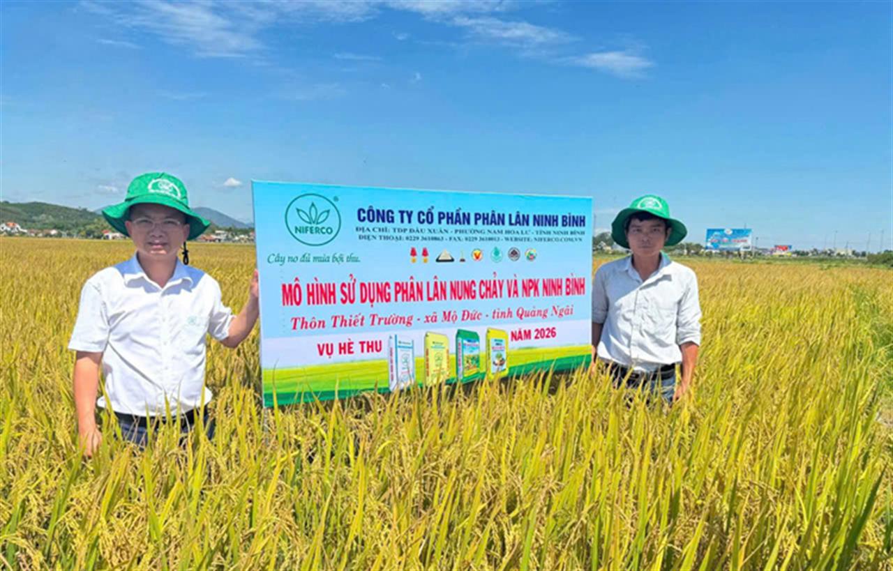 Quảng Ngãi: Mô hình sử dụng phân bón Ninh Bình cho năng suất lúa tăng 5–6,5 tạ/ha