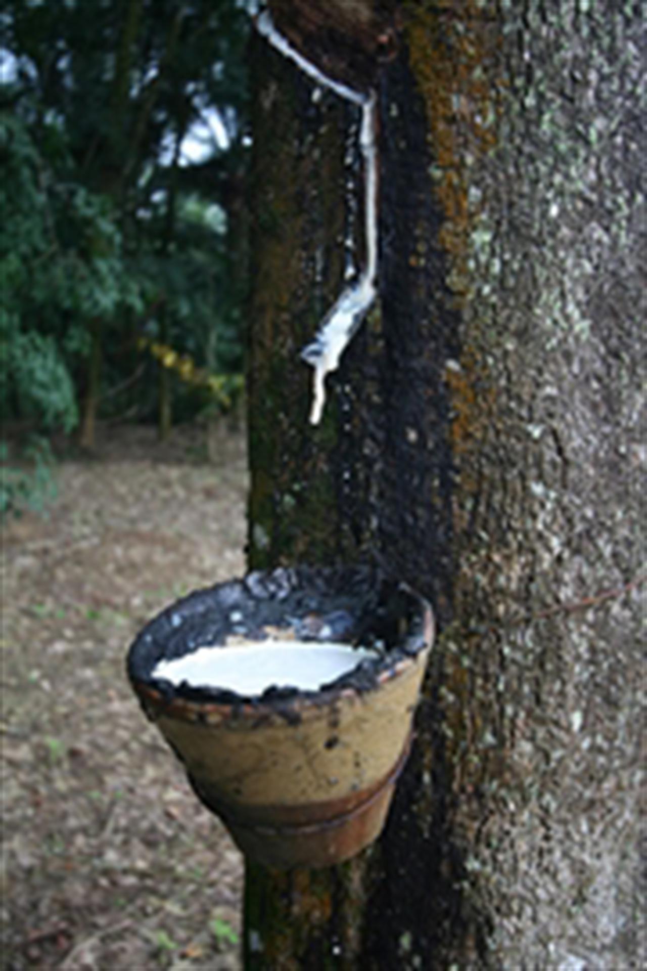 Đà tăng giá cao su bị hạn chế bởi lo ngại về kinh tế