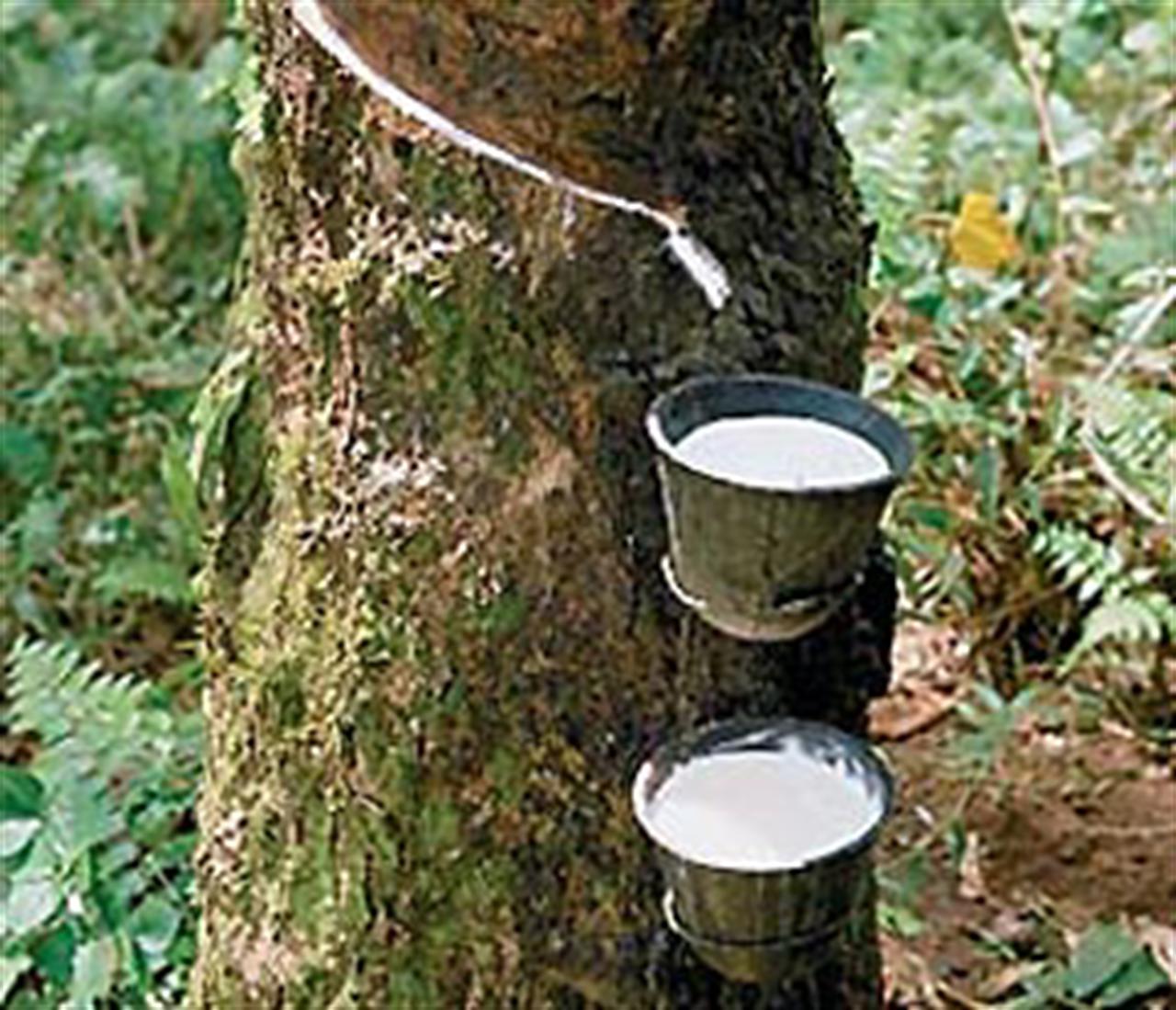 Cung cao su thế giới vượt dự đoán