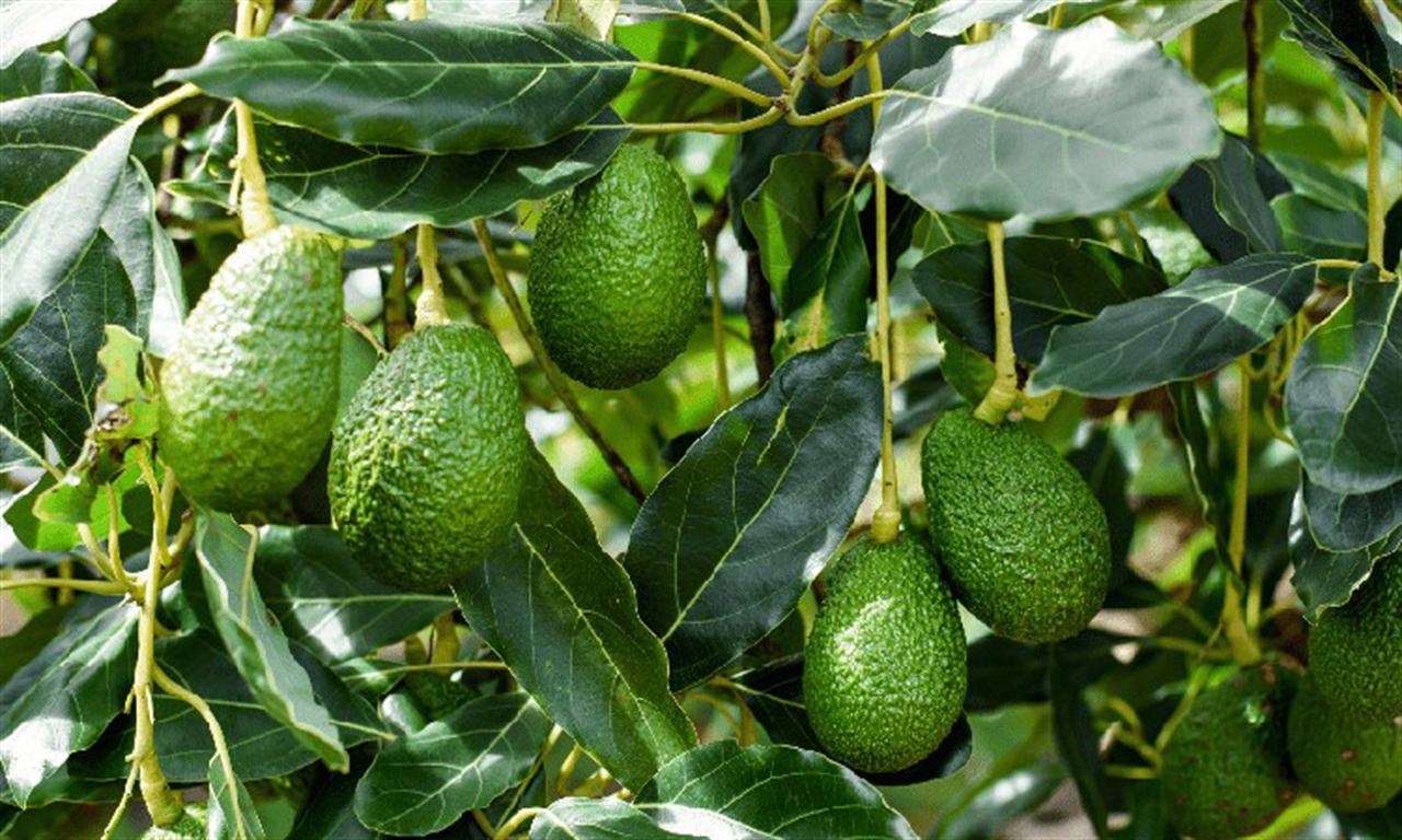 Phân lân Văn Điển: Nâng giá trị cho nông sản Tây Nguyên