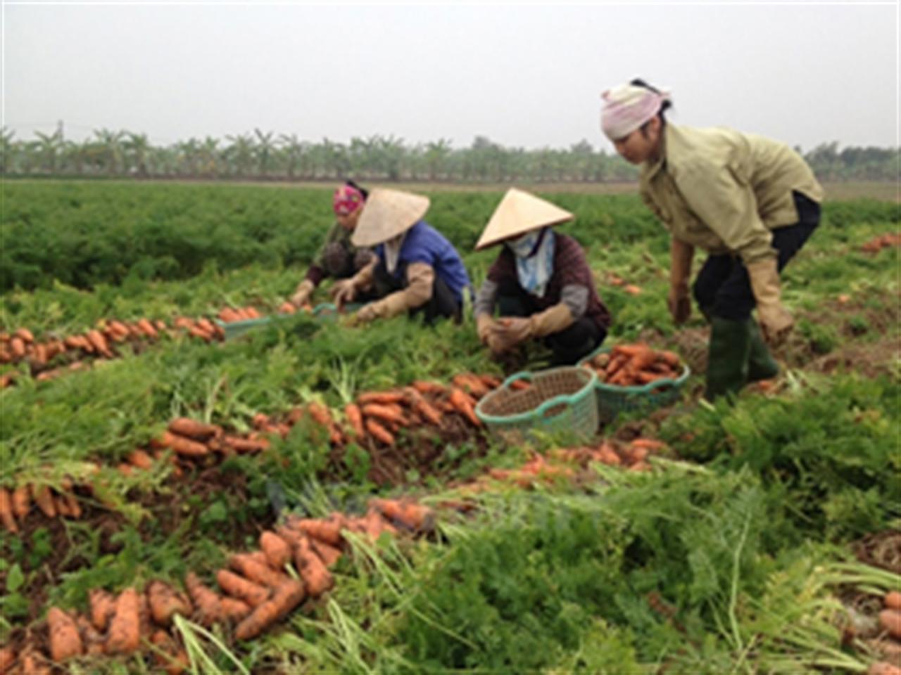 Phân bón Văn Điển trên đất Hải Dương