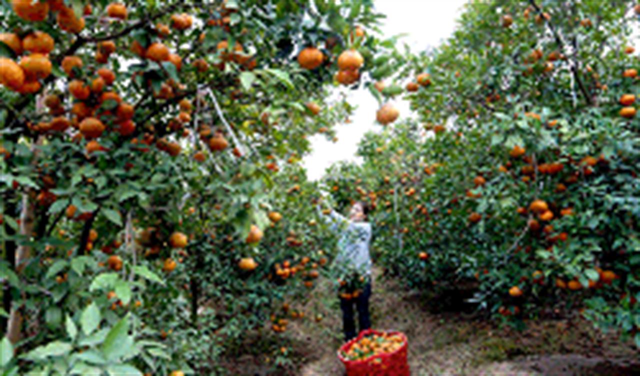 Cam ngon, ngọt nhờ bón thúc bằng NPK Văn Điển