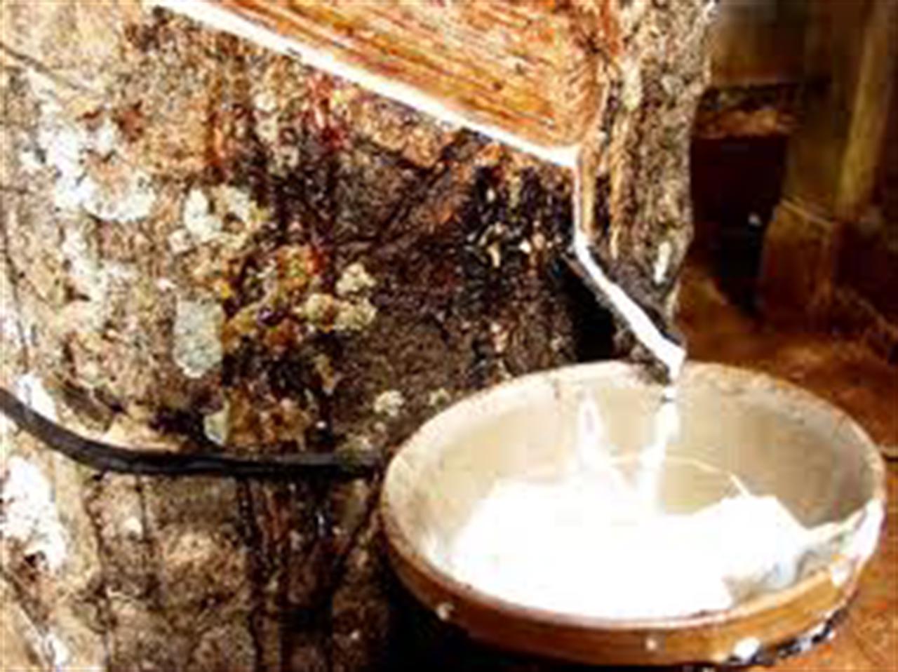 Dự trữ cao su tại các nước sản xuất giảm