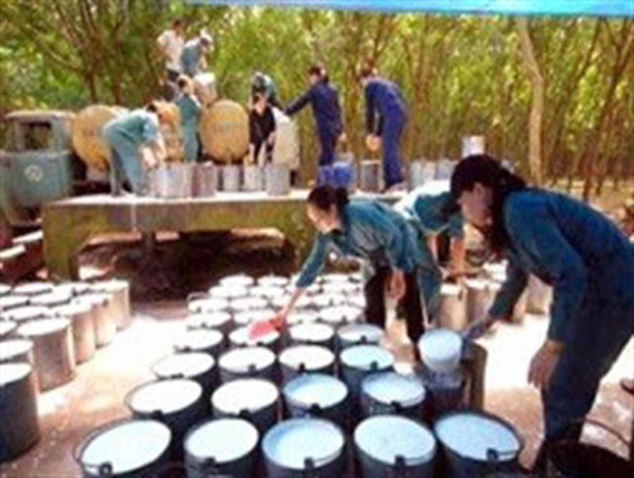 Thị trường tiêu thụ cao su những tháng cuối năm diễn biến ra sao?