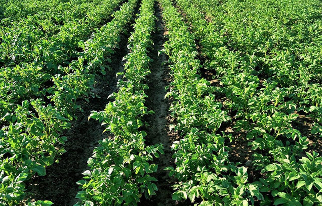 Writing a New Chapter for the Biopesticide Playbook