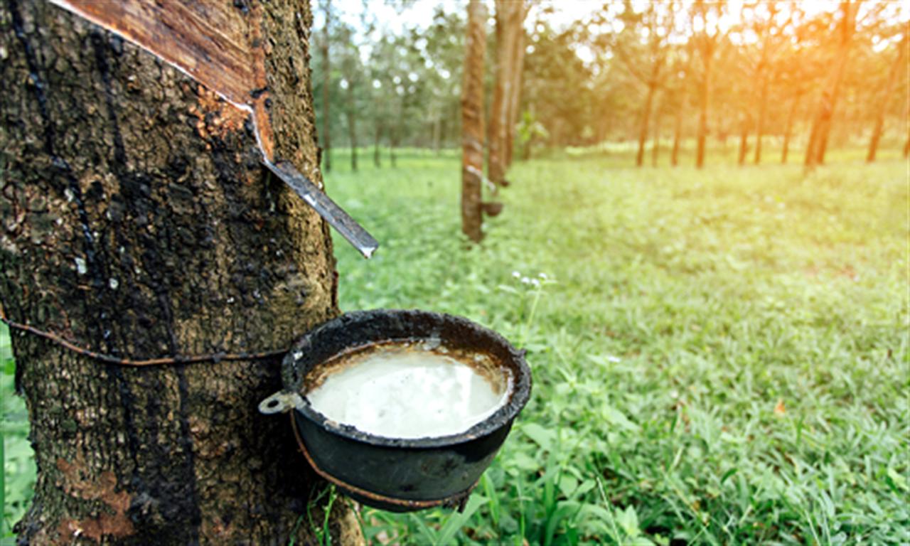 VN rubber industry needs better grip on competitiveness in int’l market