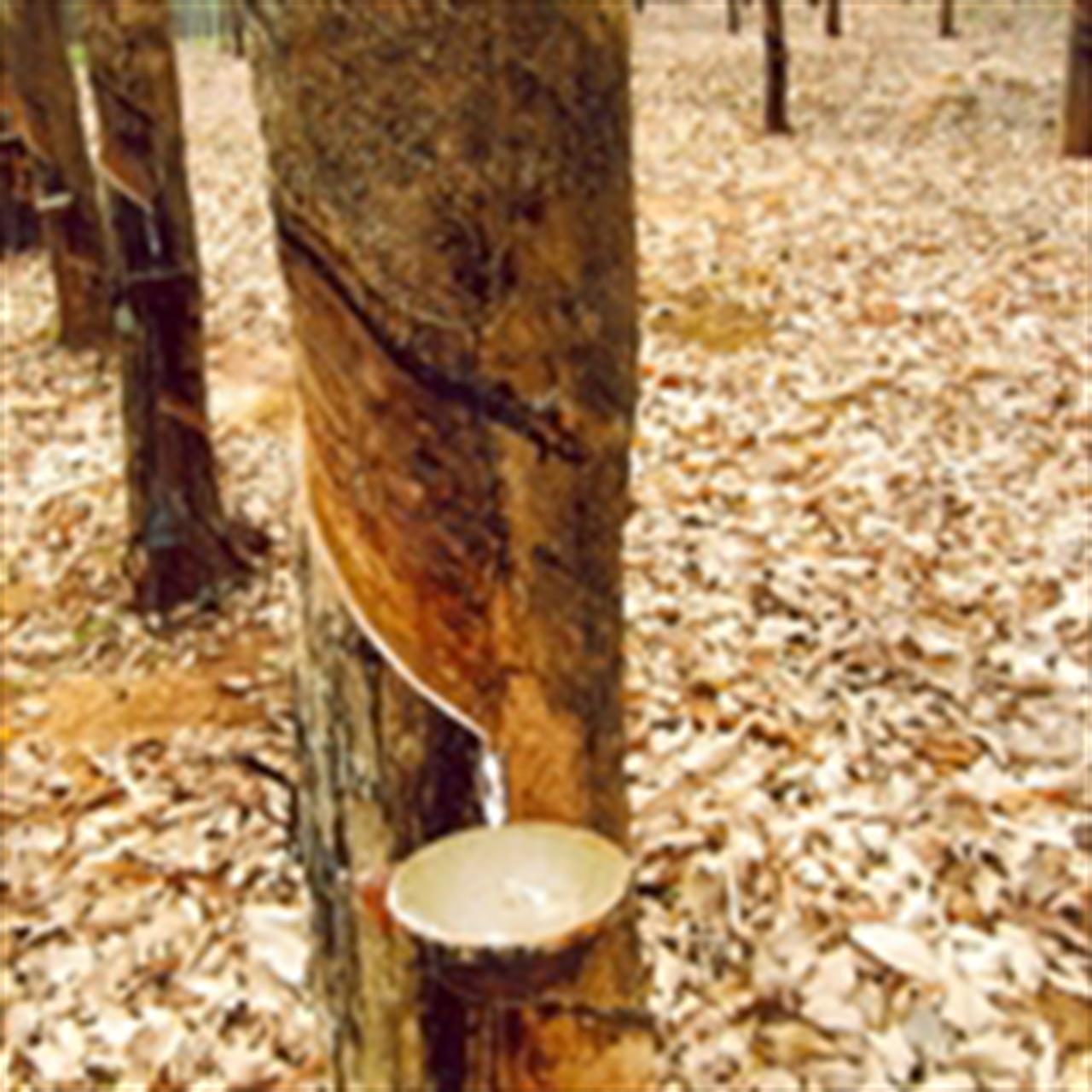 Cao su sẽ duy trì mức giá cao kỷ lục