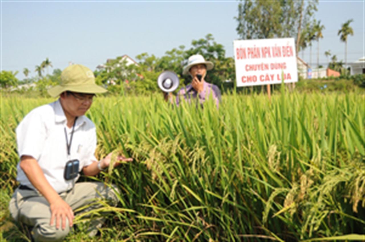 Phân bón Văn Điển khẳng định trên đất Phú Thọ