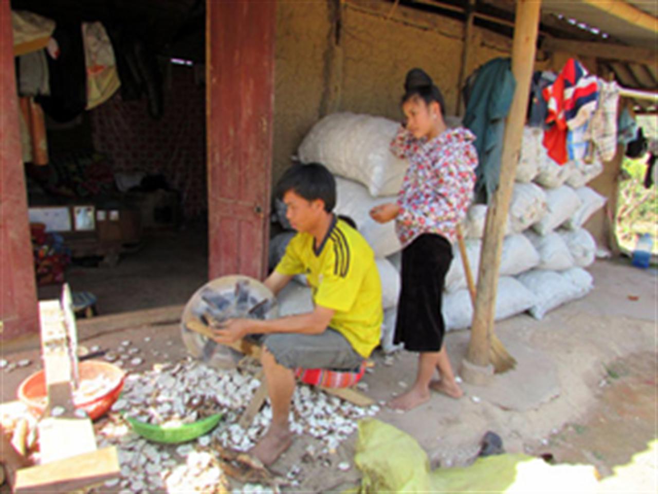 Phân bón Lâm Thao - nguồn năng lượng cho cây nhãn sai, ngọt