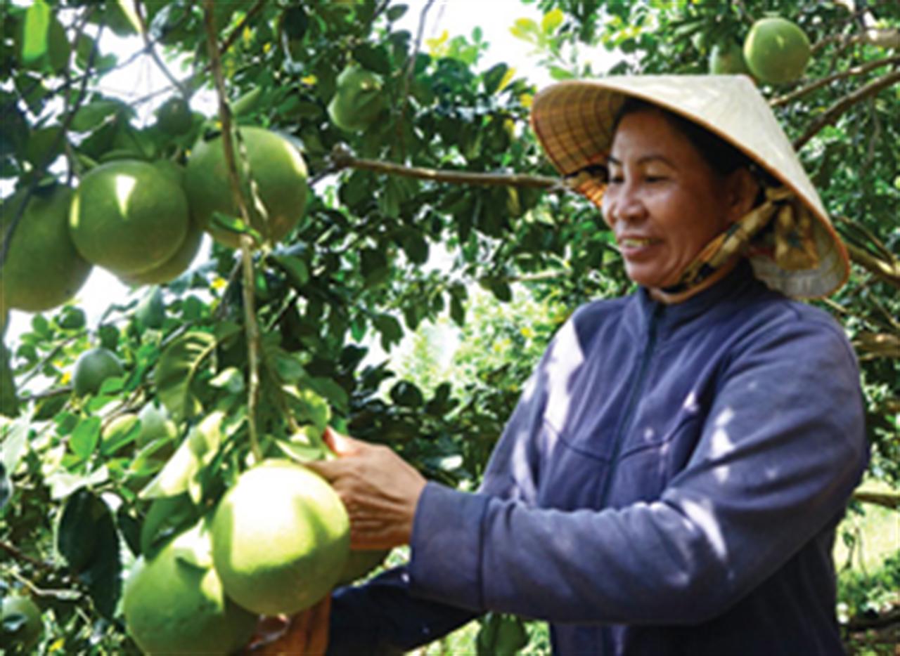 Phân Văn Điển giúp cây bưởi khỏe, quả nhiều