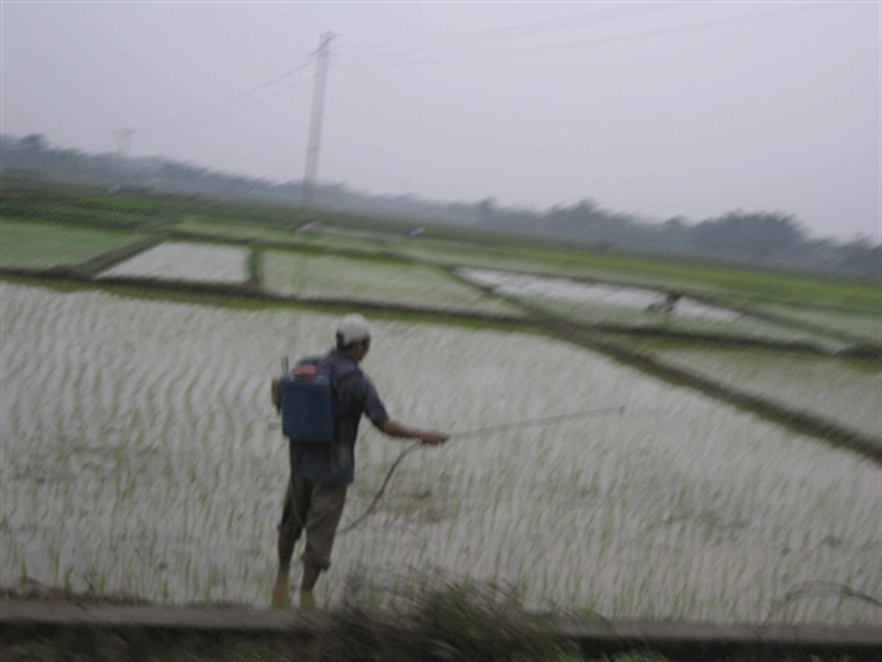 Vụ Đông Xuân giá phân bón trong nước tương đối ổn định