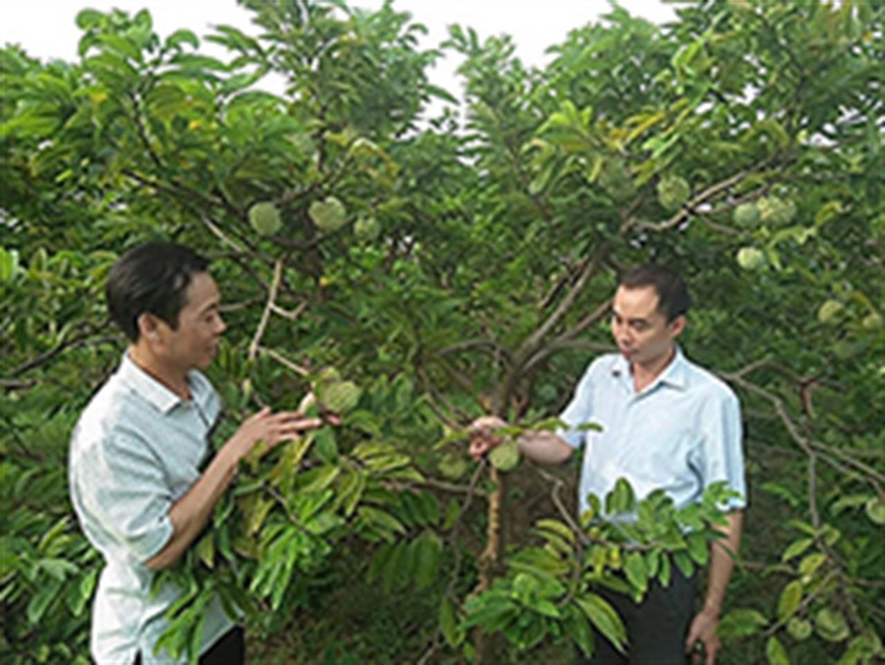 Na Chí Linh tăng giá trị nhờ phân bón Lâm Thao