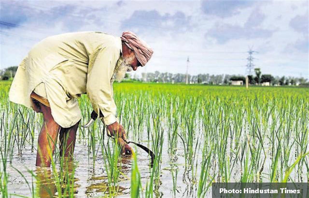 Fertilizer surge threatens rice output; India insulated: sources