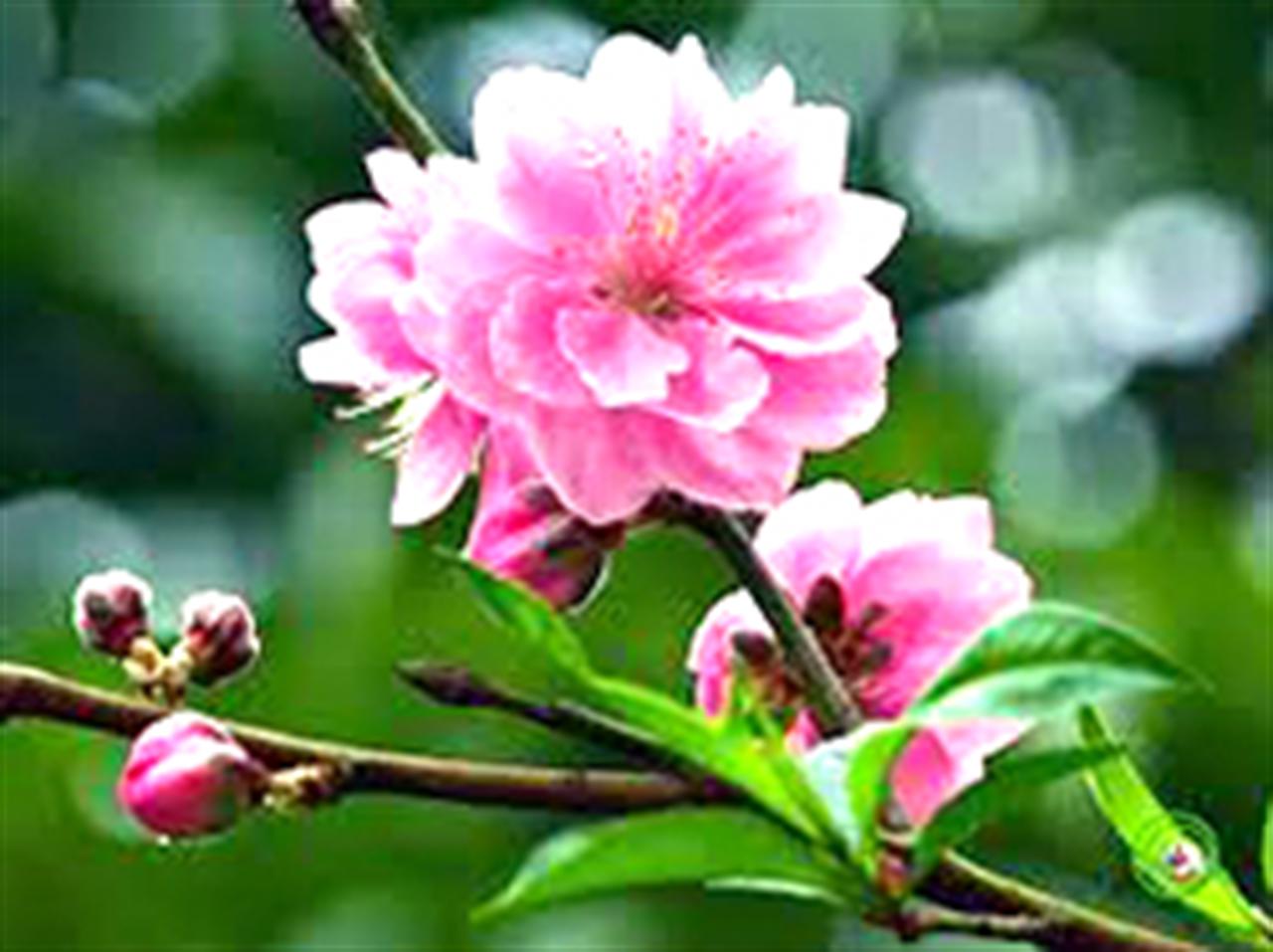 Thư chúc Tết của Lãnh đạo gửi CBCNV Tập đoàn CN Hóa chất Việt Nam