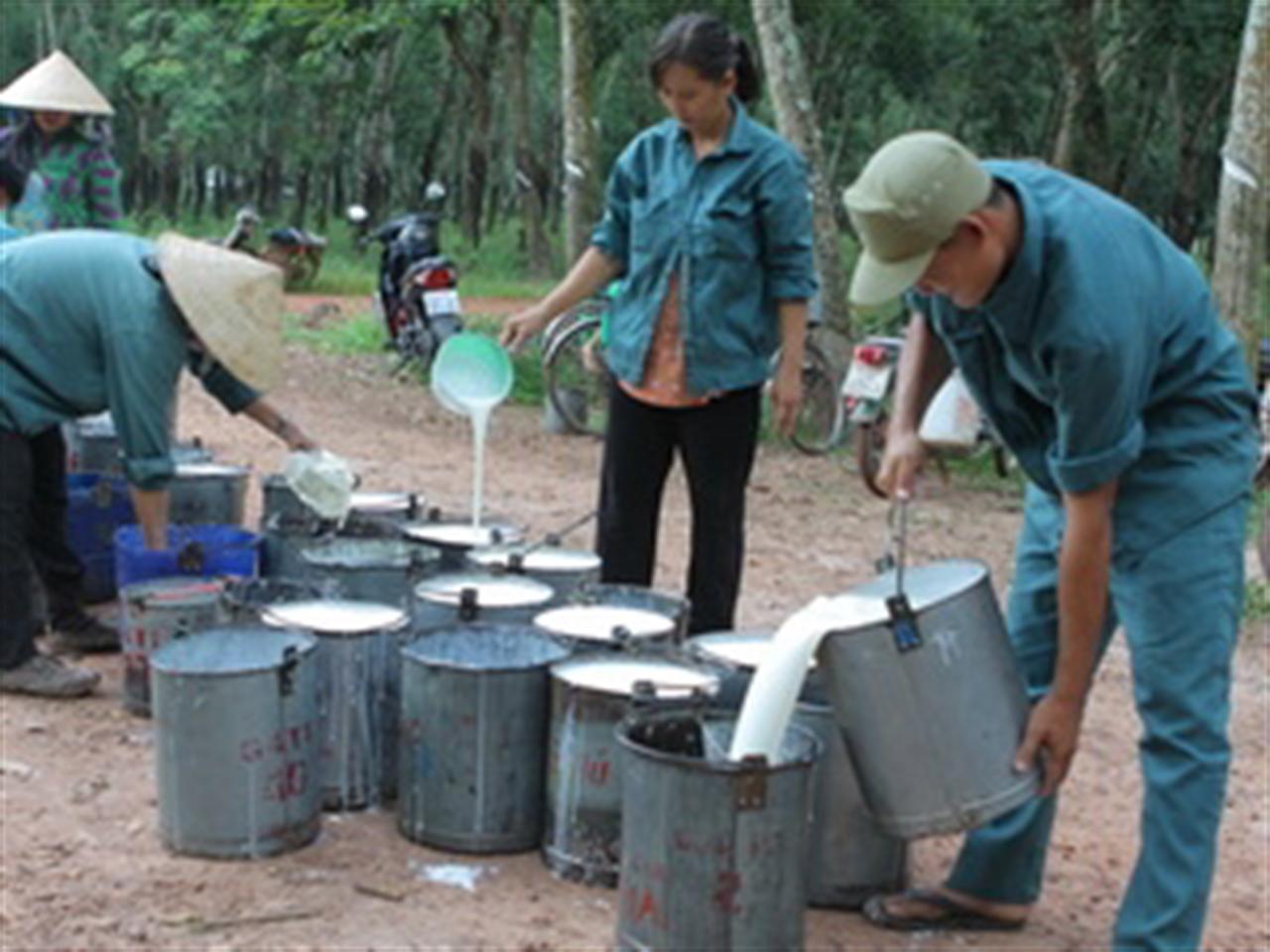 Lo ngại nguồn cung khiến cho cao su tăng giá