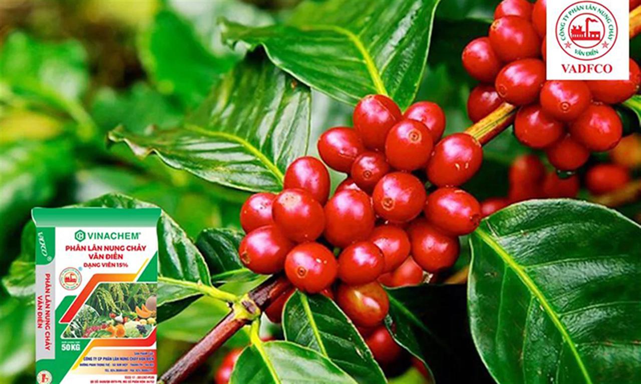 Phân bón Văn Điển: Mang hiệu quả vượt trội cho cây cà phê Tây Nguyên