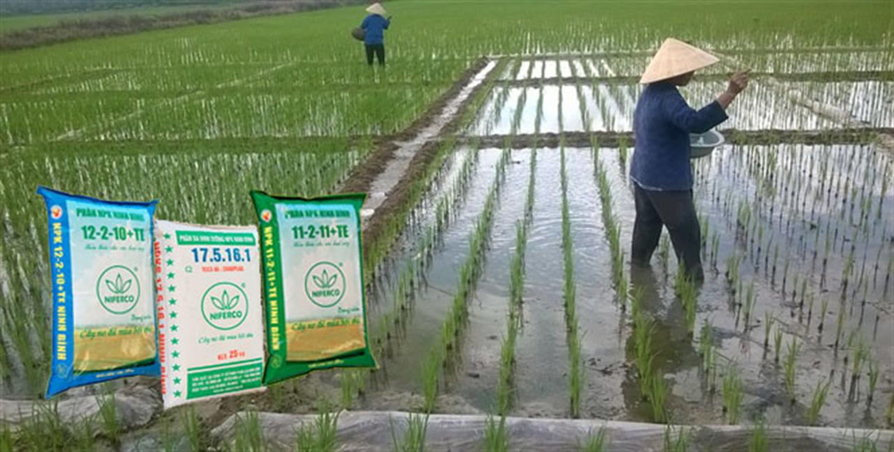 Bón NPK Ninh Bình cho lúa mùa