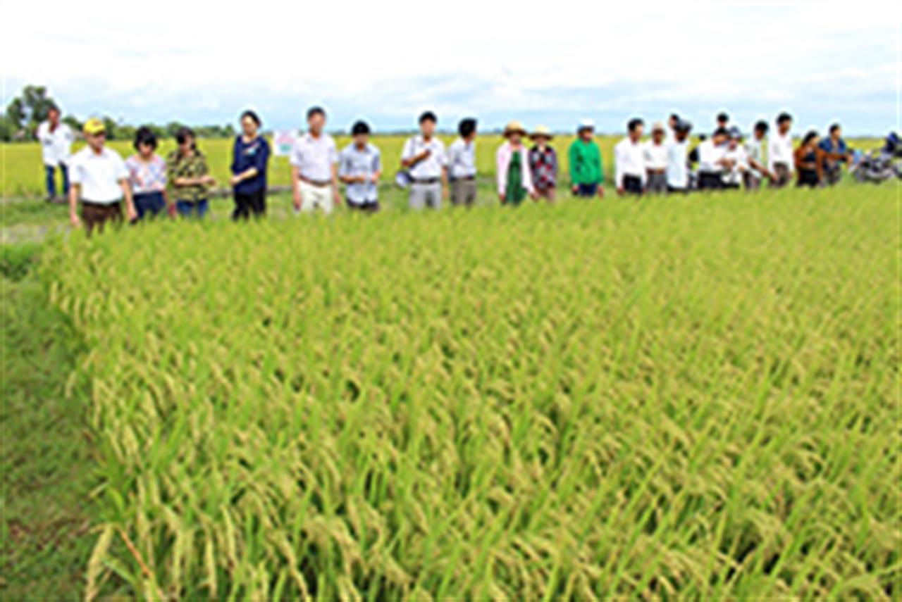 Phân bón Ninh Bình 'thúc' năng suất lúa miền Trung