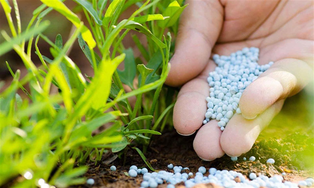 Giá phân bón giảm, doanh nghiệp trong nước đối mặt với thách thức lớn
