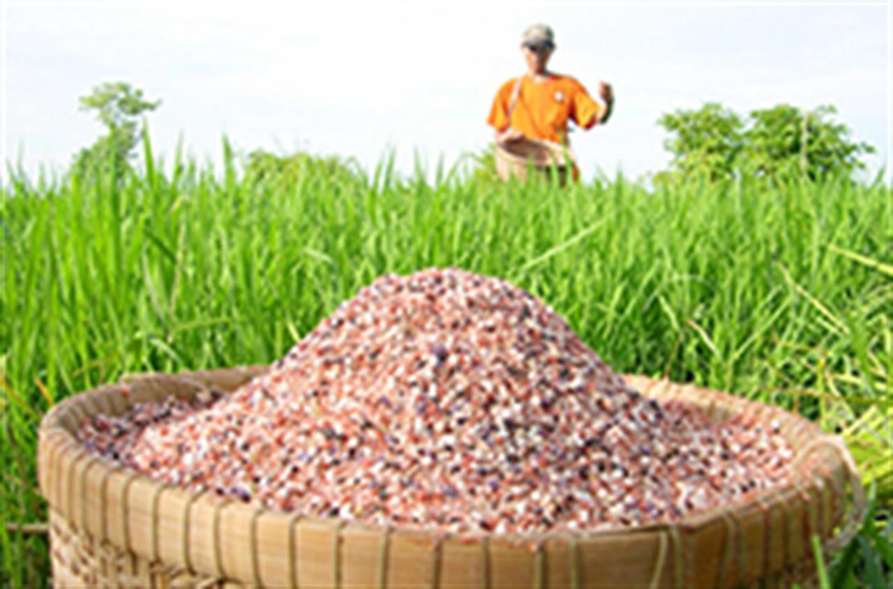 Giá phân bón giảm nhẹ