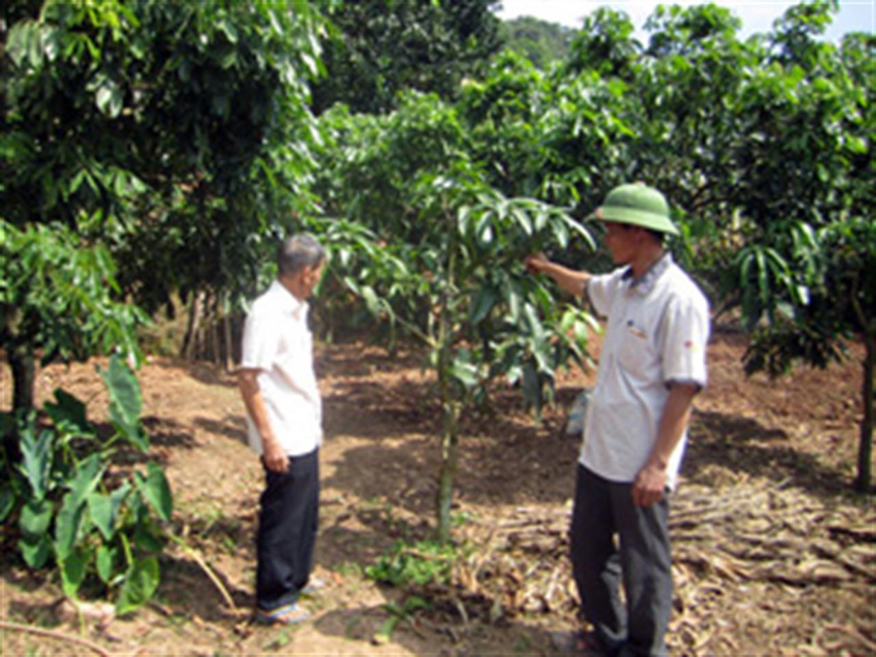 Phân bón Lâm Thao “sánh duyên” cây chè Sơn La