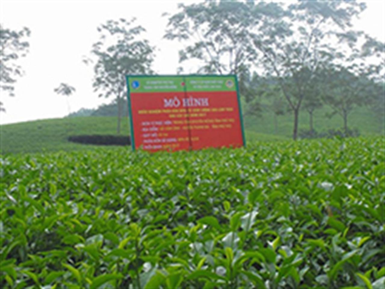 Supe Lâm Thao: Nhiều hình thức hỗ trợ hiệu quả cho nông dân Phú Thọ