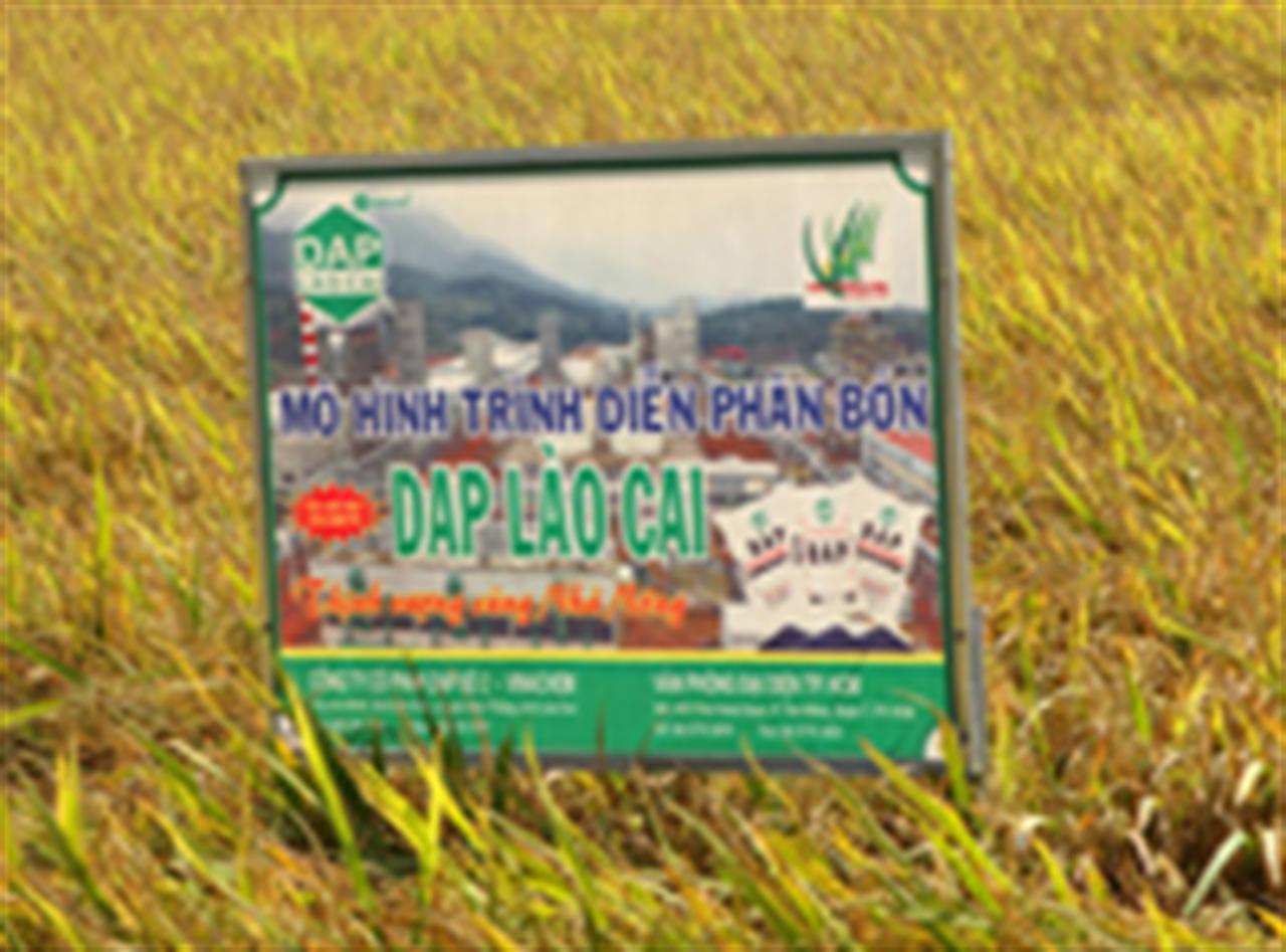 Phân bón DAP Lào Cai giúp lúa tăng năng suất