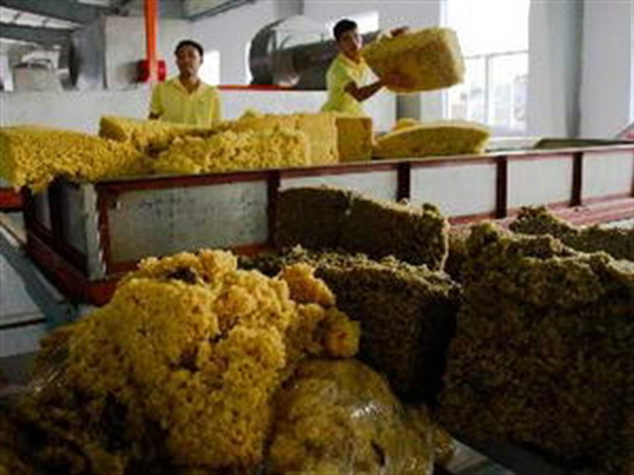 Giá cao su Tocom giảm do dầu giảm, yên tăng